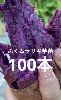 2026年最新】ふくむらさき 苗の人気アイテム - メルカリ