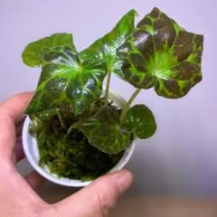 特価❣️Begonia Delok ベゴニア デロック ！原種ベゴニア B - メルカリ