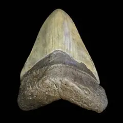 2026年最新】サウスカロライナ メガロドンの人気アイテム - メルカリ