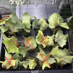 きりんれもん様専用