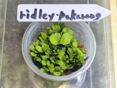 くりはく様 リクエスト 2点 まとめ商品