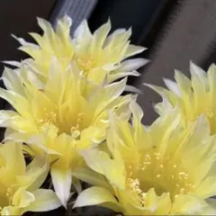 花サボテン レモンペール 抜き苗 - メルカリ