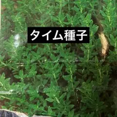 タイム種子　0.4ml