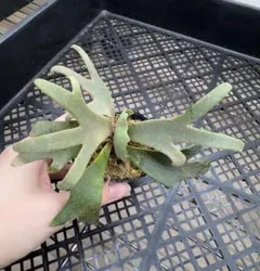 2025年最新】JeNny tcの人気アイテム - メルカリ