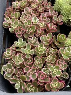 多肉植物 セダム ☆斑入りミセバヤ☆ カット苗 - メルカリ