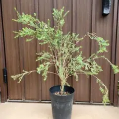 k*z様 メラレウカ コットンキャンディ 鉢植え 苗 芳香木 オージー