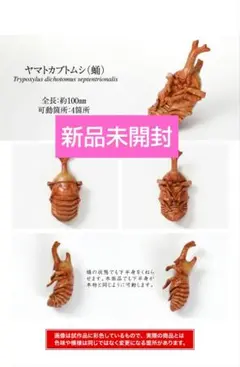 いきもの大図鑑かぶとむし07 ヤマトカブトムシ(蛹)