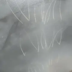 【本物】☆幸運☆運気アップ　猫のヒゲ