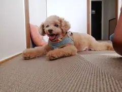 さぁや様専用 メイプルの写真