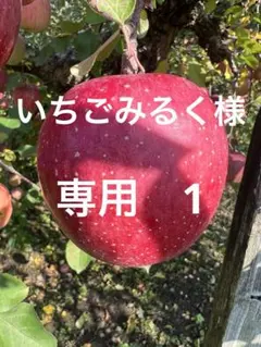 いちごみるく様専用　高徳りんご1