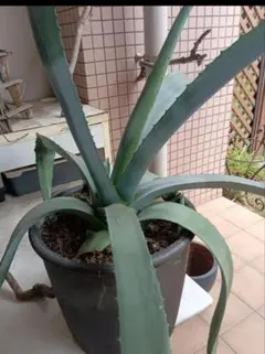 アガベ リュウゼツラン 斑入り 子株 10株セット 発根済み 観葉植物 アガベ リュウゼツラン 斑入り 子株 10株セット 発根済み 観葉