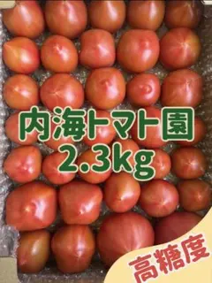 内海トマト園 2.3kg 2箱セット 高糖度フルーツトマト - メルカリ