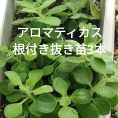 アロマティカス 根付き抜き苗3本