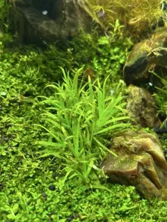 kobucha2017様 リクエスト 3点 まとめ商品