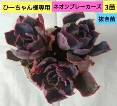 【ひーちゃん様専用】多肉植物エケベリア【ネオンブレーカーズ】3苗セット抜き苗