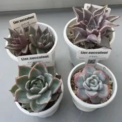 2025年最新】リエール苗の人気アイテム - メルカリ