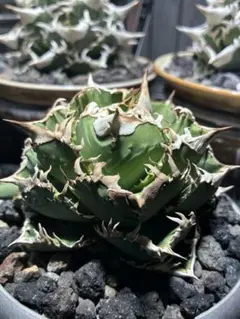 アガベ チタノタ 海王 親株 龍球会産 - メルカリ