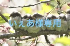 125 1重6枚　タオルエプロン　おりこうタオル　お食事エプロン　保育園　入園