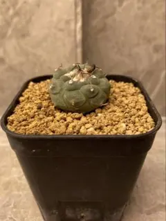 2026年最新】ツルビニカルプスの人気アイテム - メルカリ