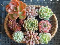 2025年最新】抜き苗の人気アイテム - メルカリ