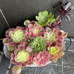 多肉植物 アエオニウム カット苗セット ◎メルカリ便◎ - メルカリ