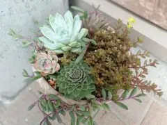 チョコレートチェリーコスモスとエキナセアのsummerシックな寄せ植え