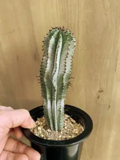 レア多肉植物シリーズ・ポリゴナ•スノーフレーク(現地株実生)inわけけのお店 レア多肉植物シリーズ・ポリゴナ•スノーフレーク(現地株実生)in