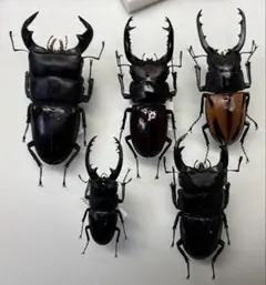 カブトムシ 標本セット 5匹 カブトムシ 5匹 標本 セット - メルカリ