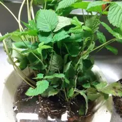 ラズベリー6本 みい商店様専用 他の方買わないで下さい