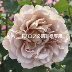 A ୨୧ ⑅【プロフ必読】様 リクエスト 4点 まとめ商品