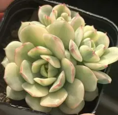 お纏め　多肉植物　❁︎フローレンス錦　未発根 2025年最新】フローレンス錦の人気アイテム - メルカリ