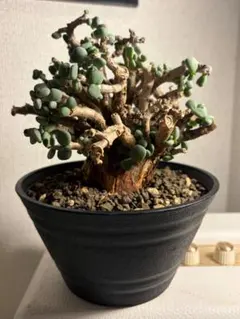 ミラビレみを感じるアフロ型のケラリア ピグマエア 塊根植物 多肉植物