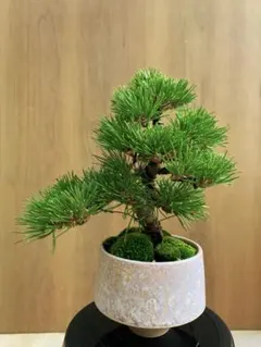 山田様 リクエスト 2点 まとめ商品