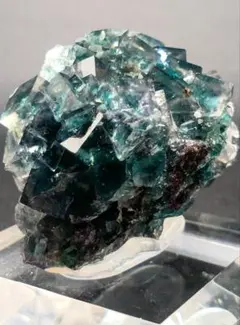 OZWRT Spirit of Astrophytum 兜丸の精霊 塊根植物 - メルカリ