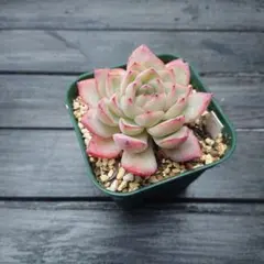選抜株】多肉植物 エケベリア 25156 ブラック モンロー 1個 抜き苗