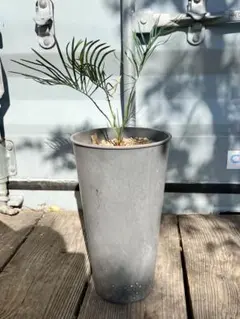 2026年最新】ソテツ 希少の人気アイテム - メルカリ