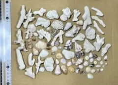 サンゴと貝殻のハンドメイド素材 約80個セット