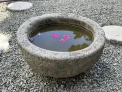 大株】トキワシノブ（猫の手/石化） シダ植物 山野草 - メルカリ
