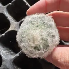 ドニャ様 リクエスト 3点 まとめ商品