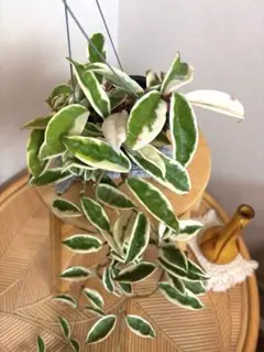 Hoya Carnosa Snow Angel マダラ 斑入り苗 6枚葉 - メルカリ