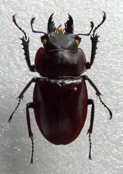 2026年最新】ヤエヤママルバネの人気アイテム - メルカリ