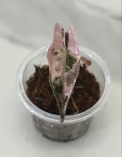 2026年最新】アロカシア ノビリスの人気アイテム - メルカリ