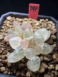 74f 多肉植物　ハオルチア　白蓮オブツーサ錦糊斑　自家繁殖　鉢植え発送のサムネイル