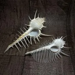 ホネガイ アッキガイ アクキガイ 骨貝 貝殻 標本
