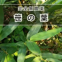 完全無農薬 笹の葉15枚（大） 生葉 採れたて 七夕飾り 料理彩り 和菓子 装飾のサムネイル
