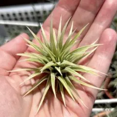 正規タグ付き バードロックシンメトリー×イオナンタ・ロン(tillandsia) 正規タグ付き バードロックシンメトリー×イオナンタ・ロン(tillandsia