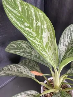 Aglaonema sp. Krabi 【ZOE0626-04t】 アグラオネマ - メルカリ