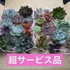多肉植物 エケベリア・セダム 詰め合わせセット
