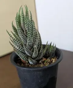 ヘクチア ラナータ Hechtia lanata - メルカリ