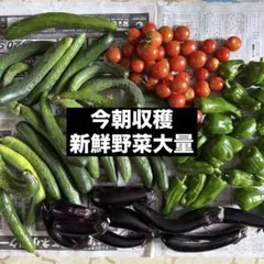 新鮮野菜セット きゅうり トマト ピーマン 茄子のサムネイル